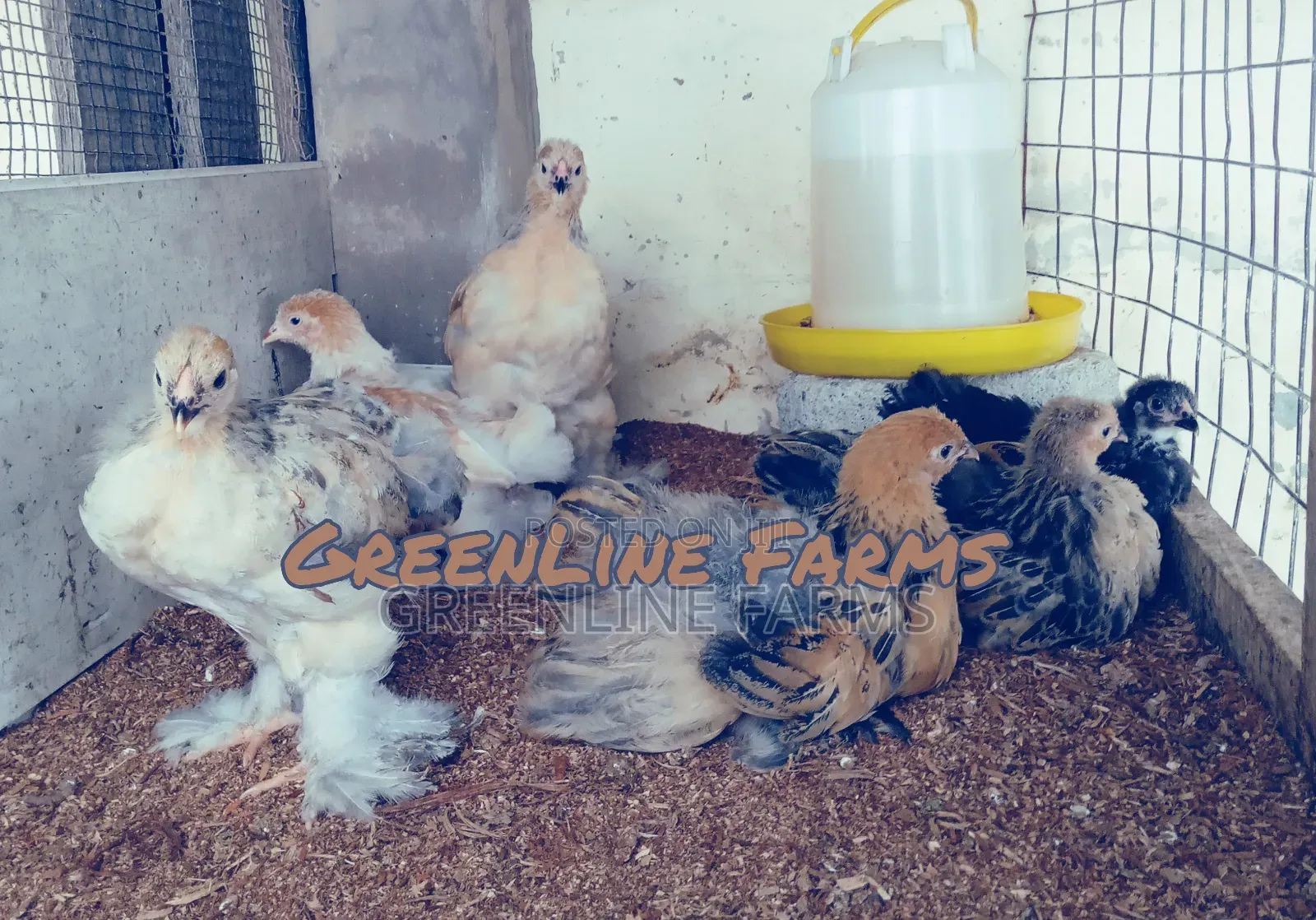 Brahma Chicks >4w