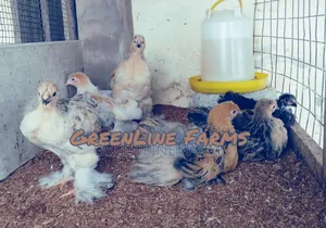 Brahma Chicks >4w