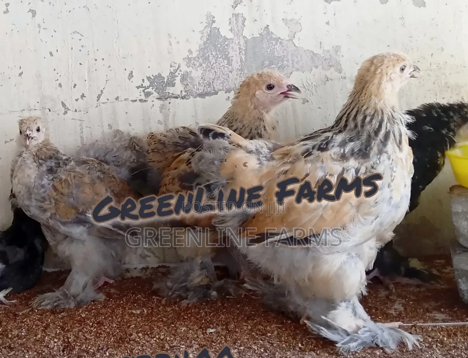 Brahma Chicks >4w