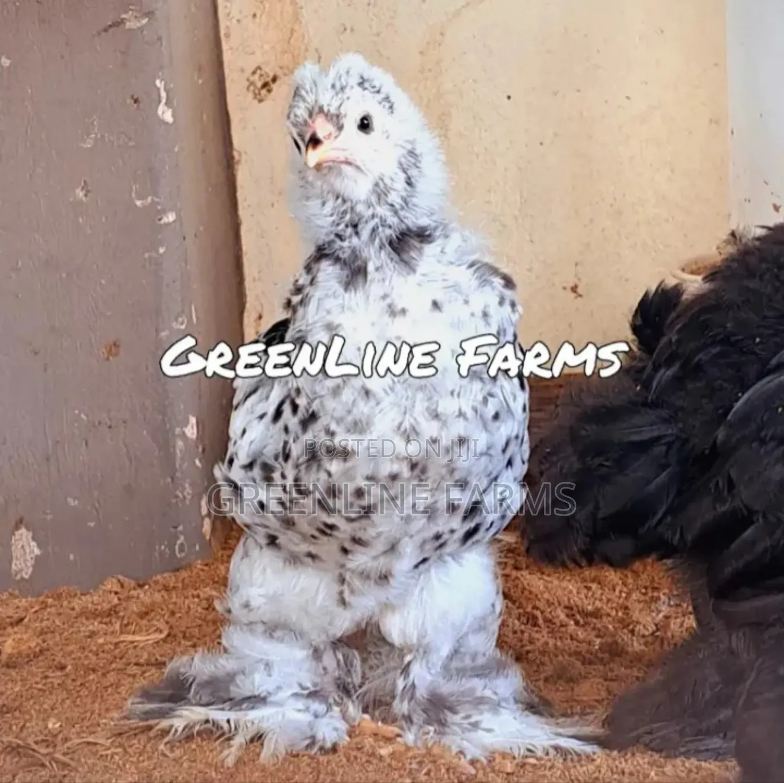 Brahma Chicks >4w