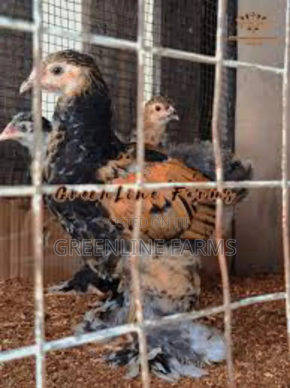 Brahma Chicks >4w