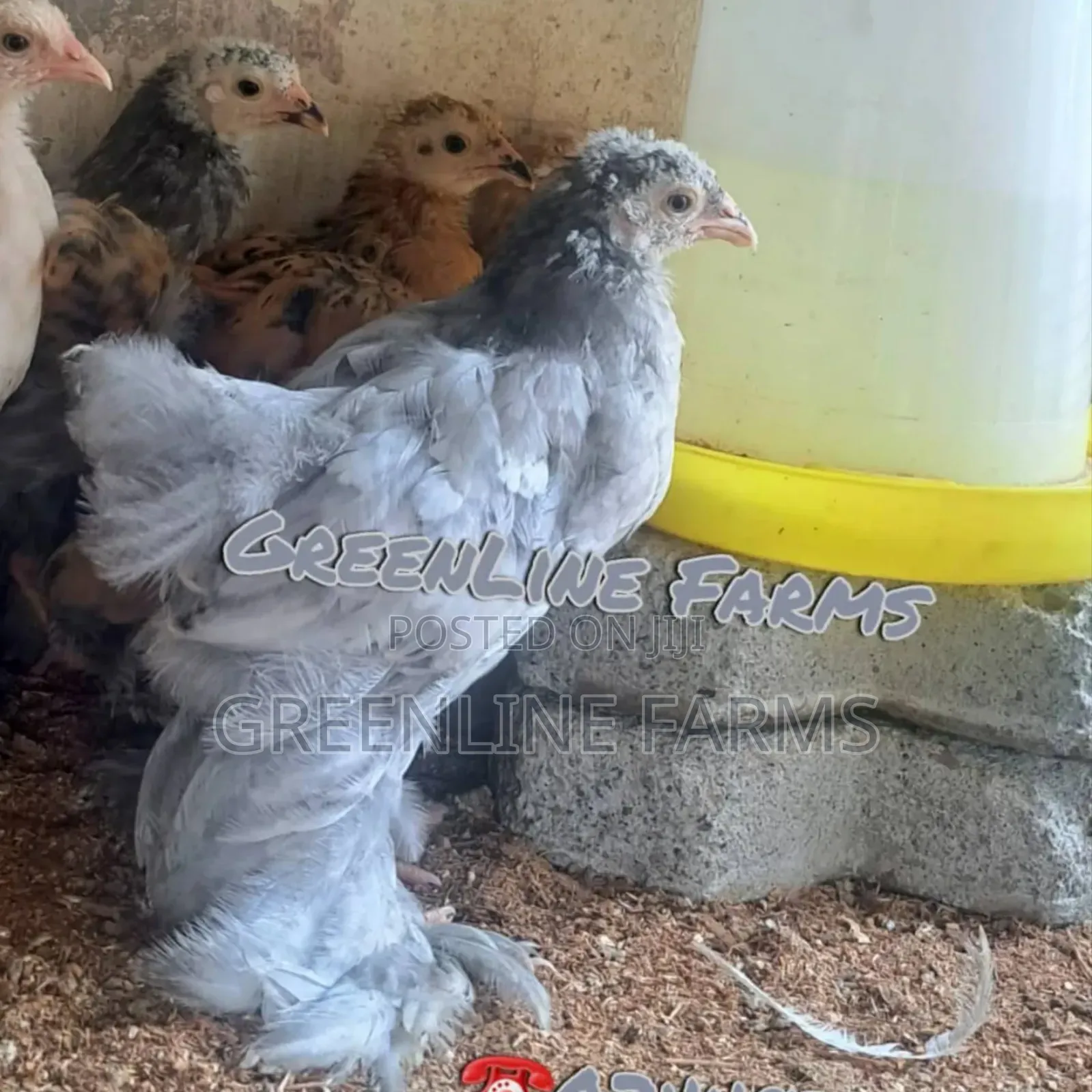 Brahma Chicks >4w