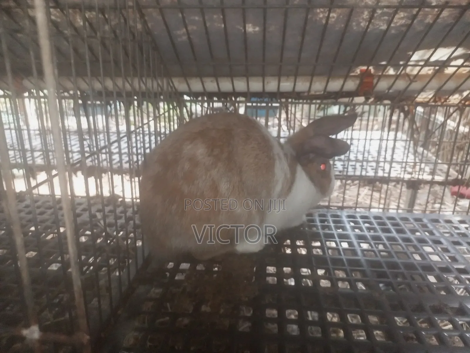 Rabbits for Sale
