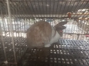 Rabbits for Sale