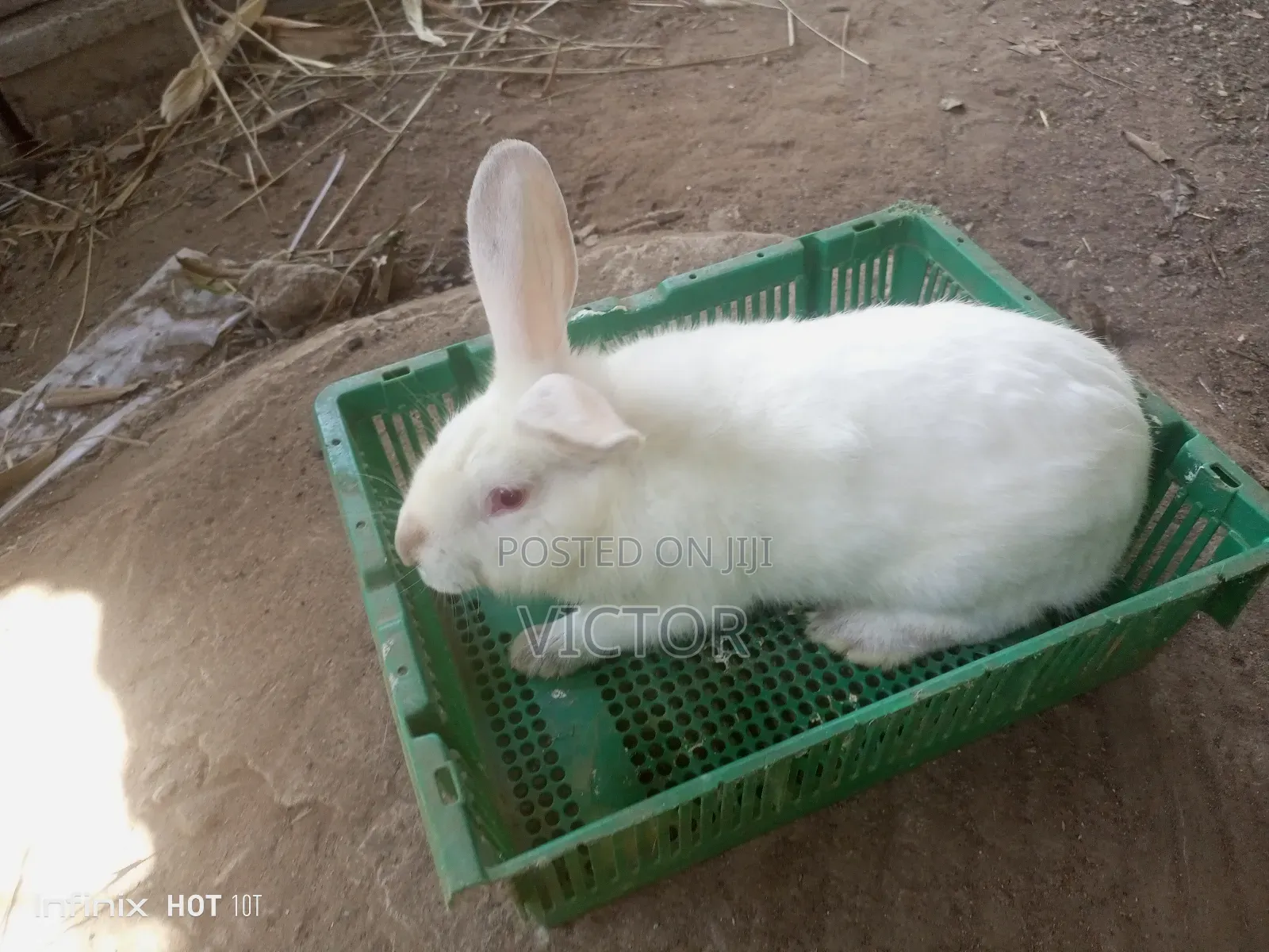 Rabbits for Sale