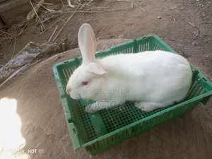 Rabbits for Sale