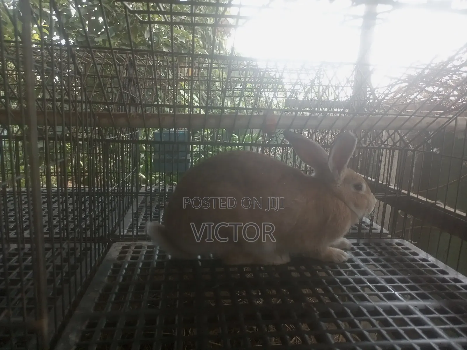 Rabbits for Sale