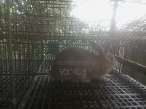 Rabbits for Sale