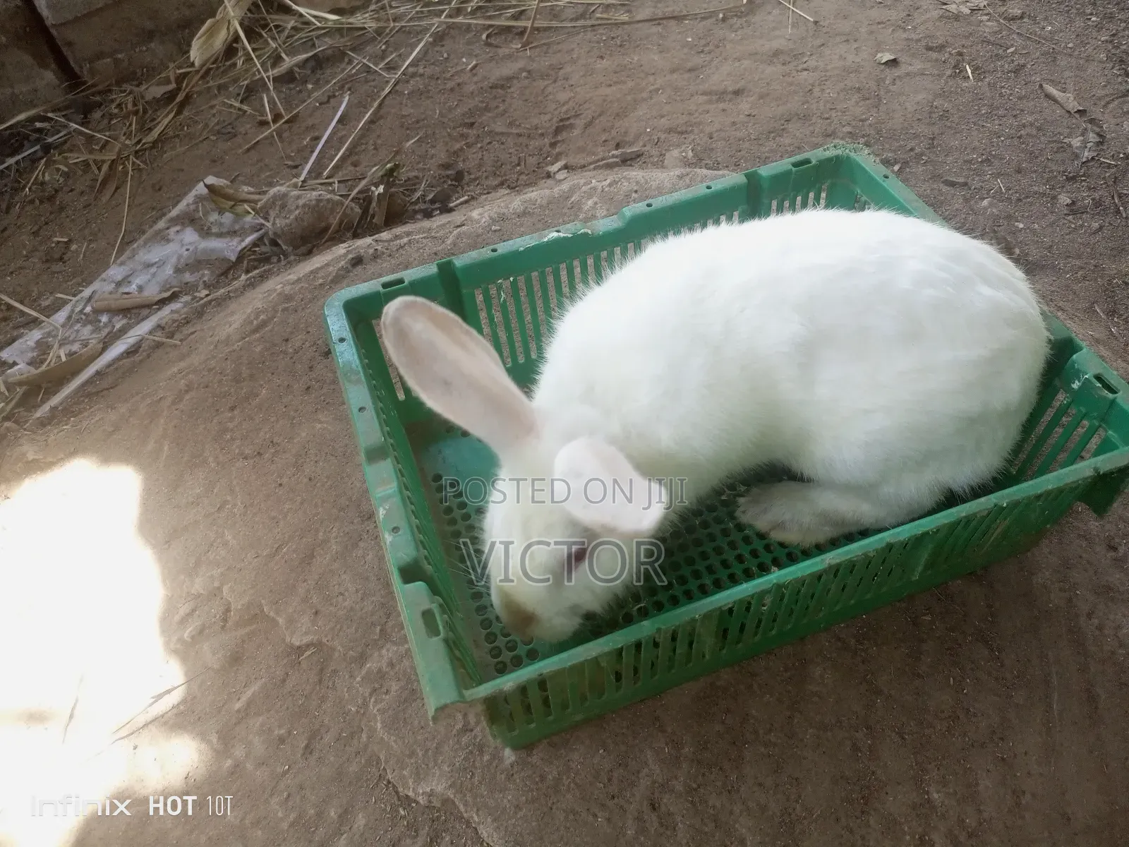 Rabbits for Sale