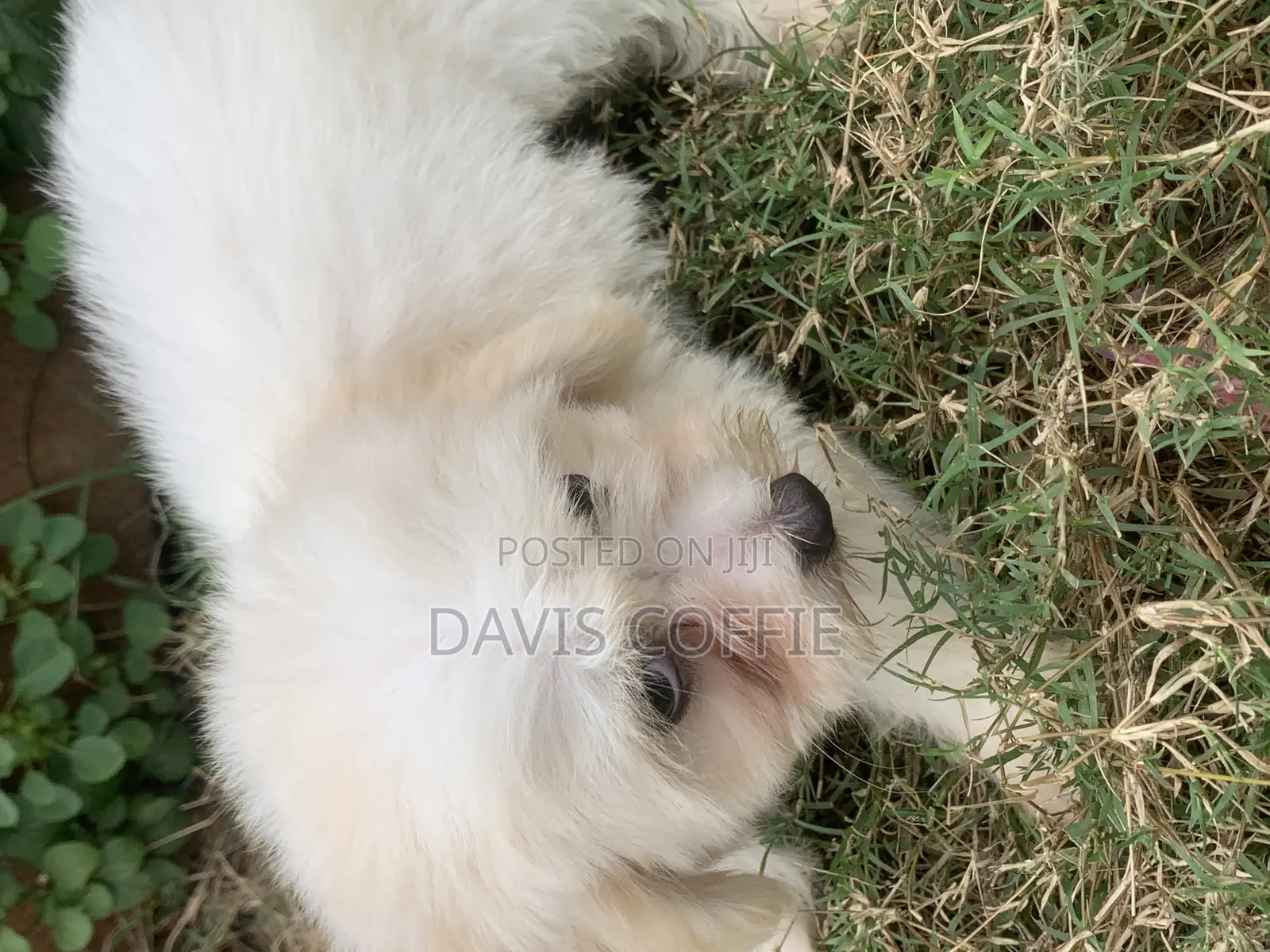 1-3 months Female Purebred Poodle