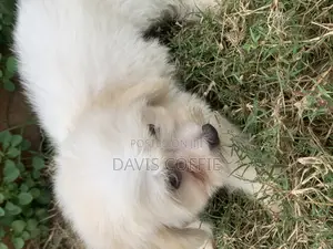 1-3 months Female Purebred Poodle