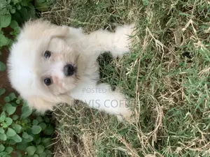 1-3 months Female Purebred Poodle