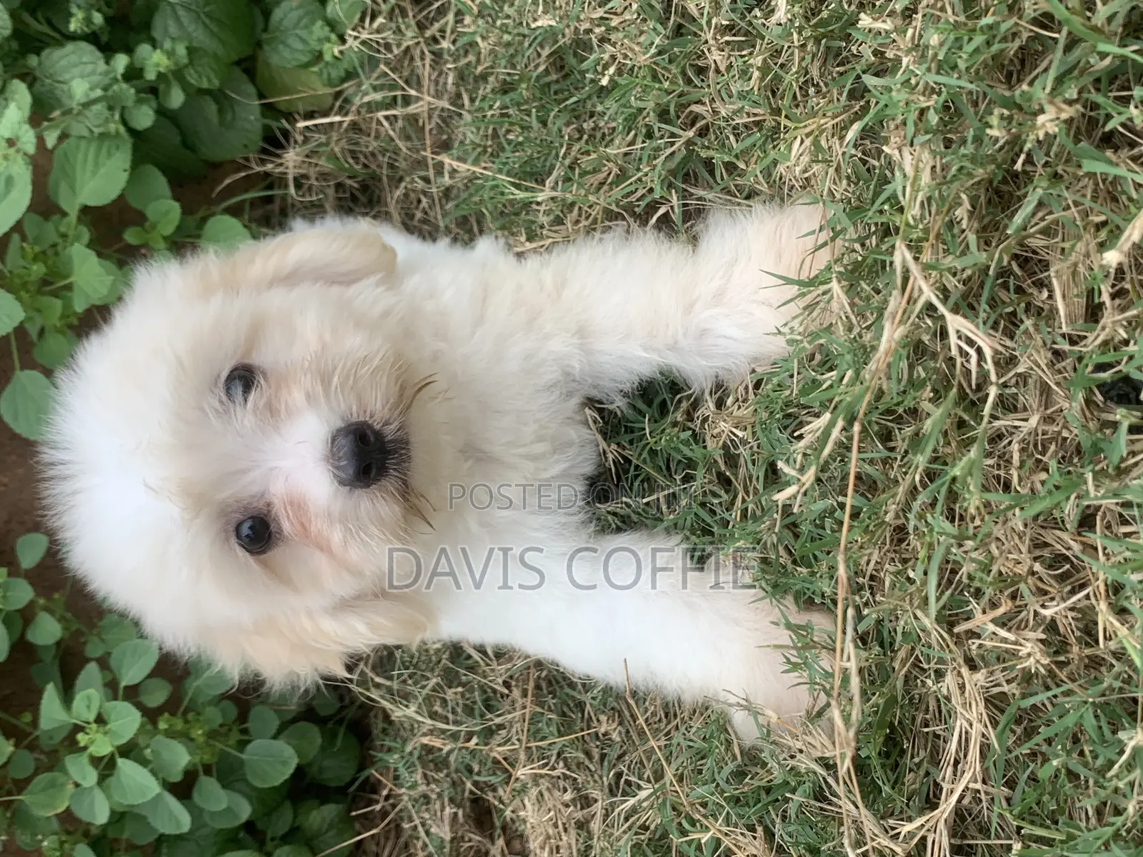 1-3 months Female Purebred Poodle