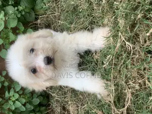 1-3 months Female Purebred Poodle