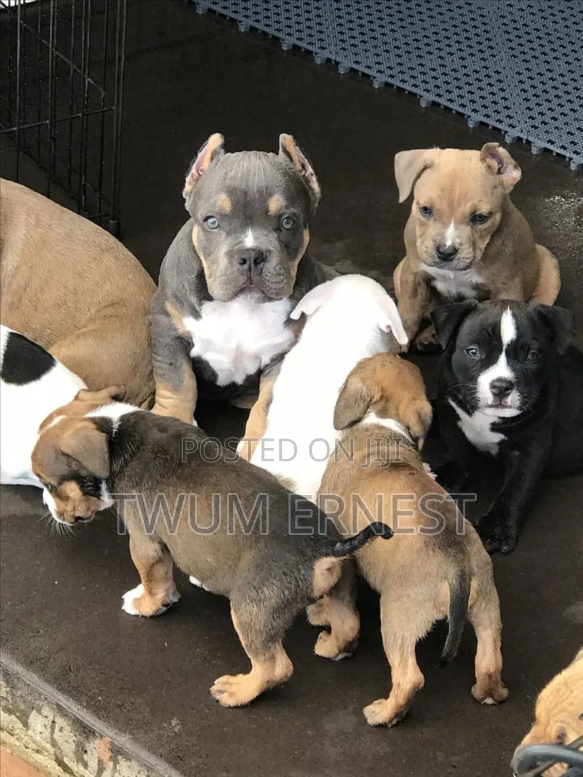 0-1 month Male Mixed Breed Dog