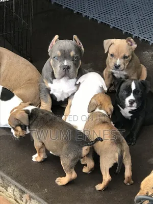 0-1 month Male Mixed Breed Dog