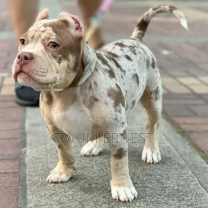 0-1 month Male Mixed Breed Dog