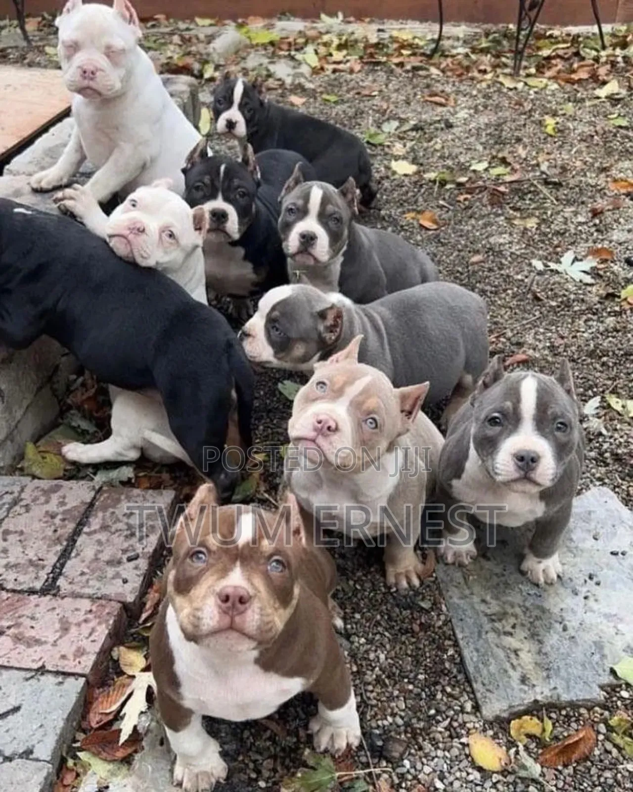 0-1 month Male Mixed Breed Dog