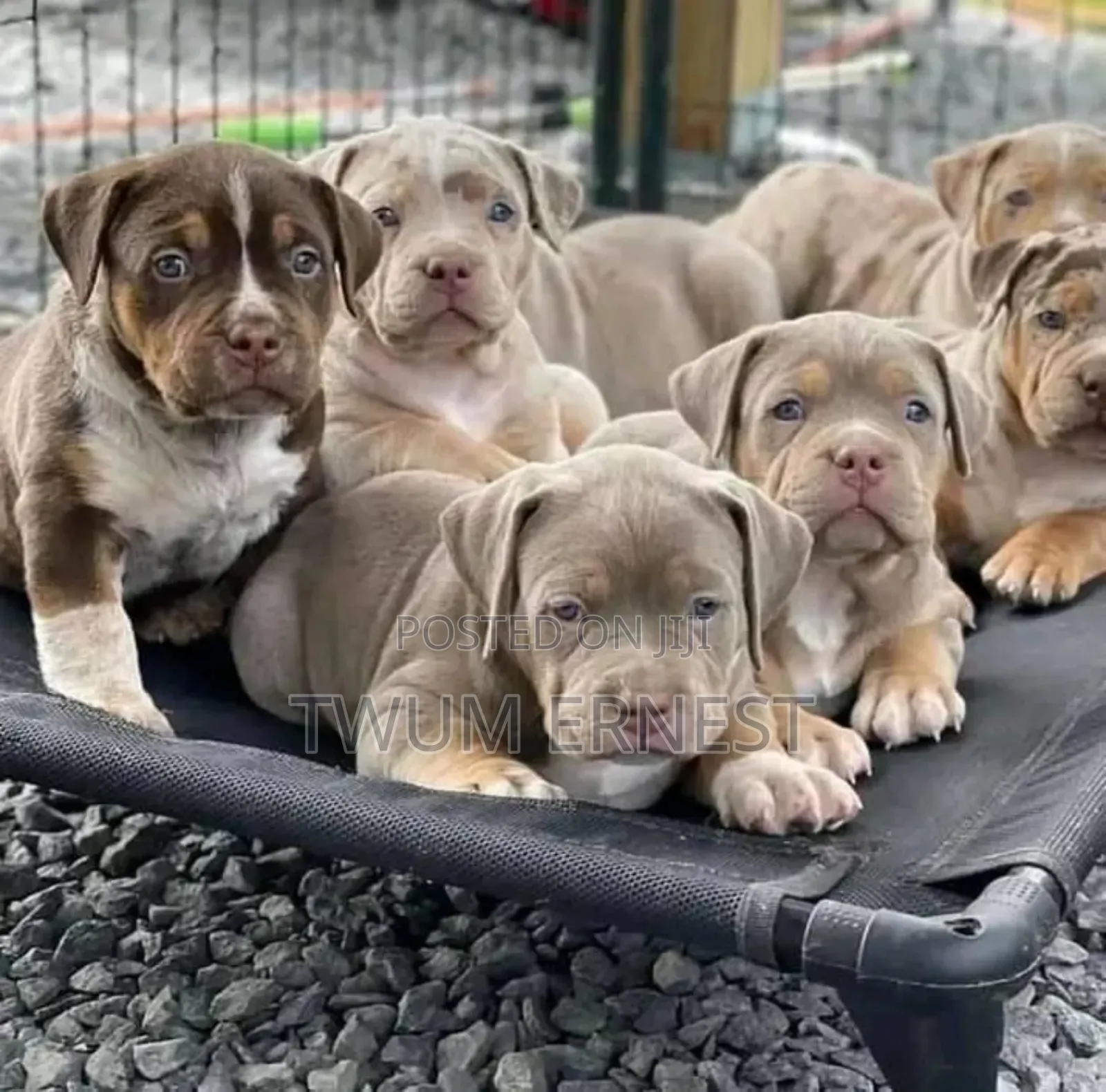 0-1 month Male Mixed Breed Dog