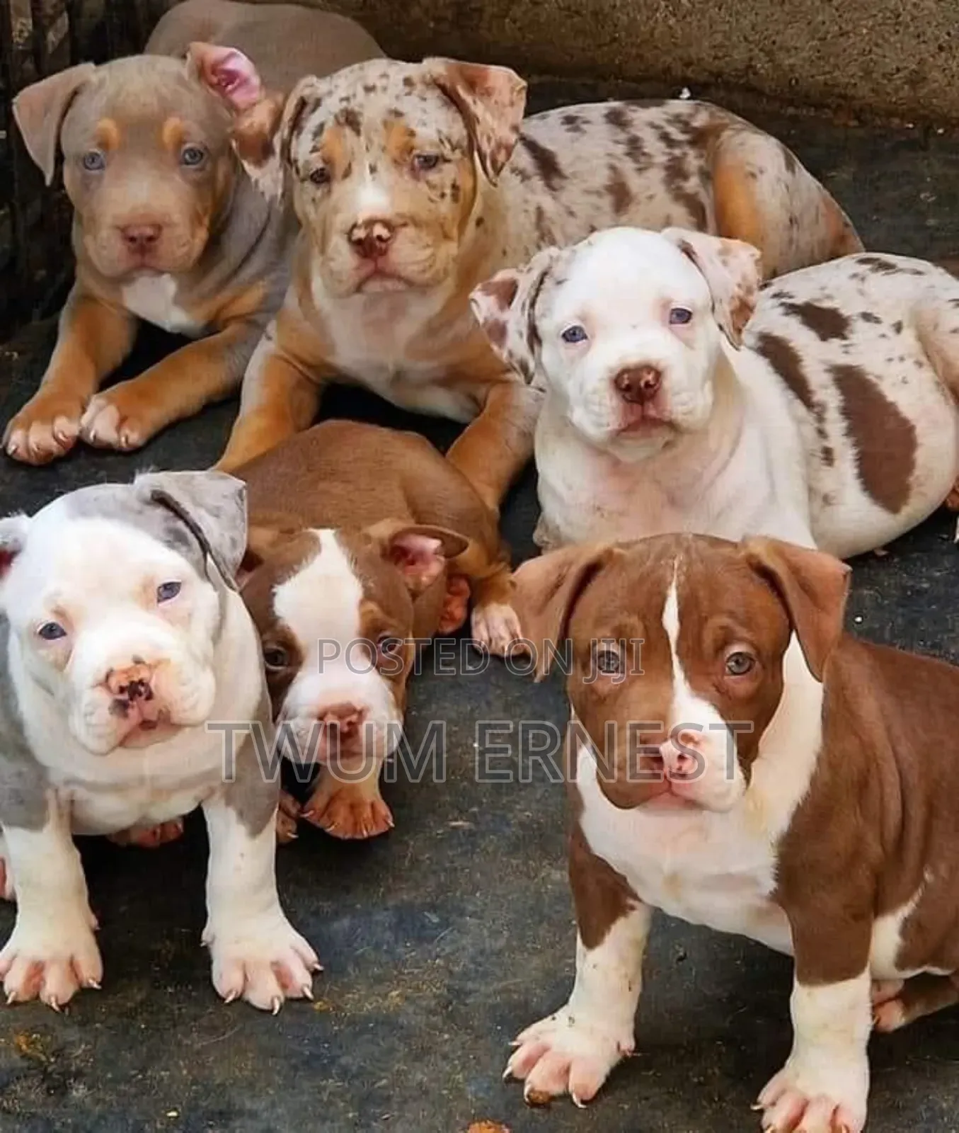 0-1 month Male Mixed Breed Dog