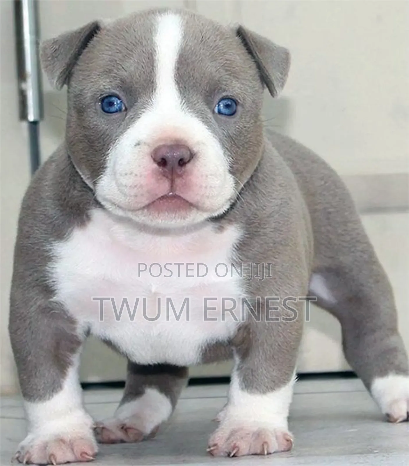 0-1 month Male Mixed Breed Dog