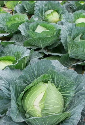 Organic Fertilizer