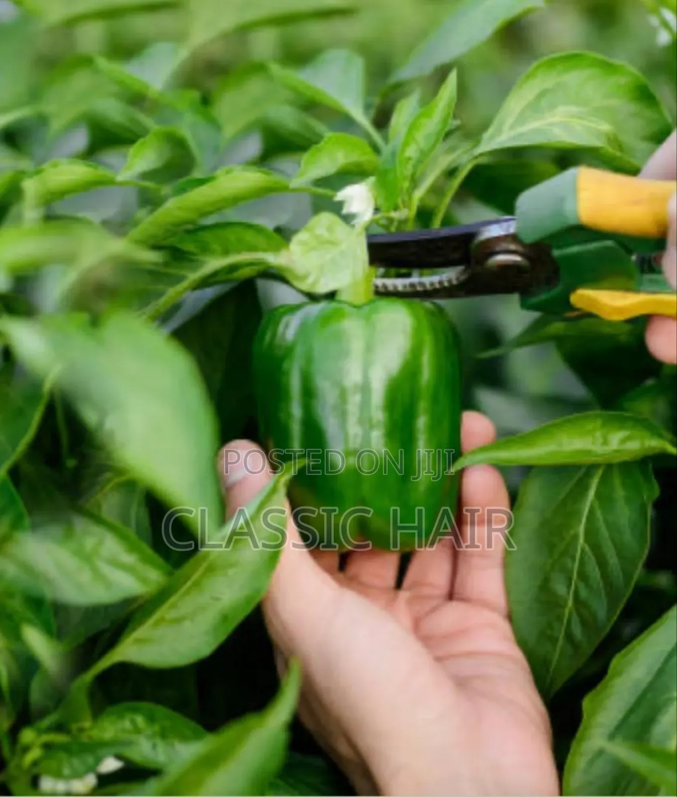 Organic Fertilizer