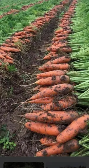 Organic Fertilizer