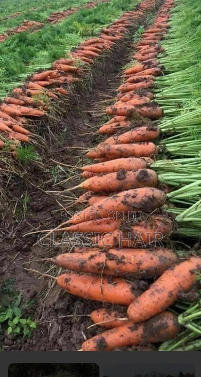 Organic Fertilizer