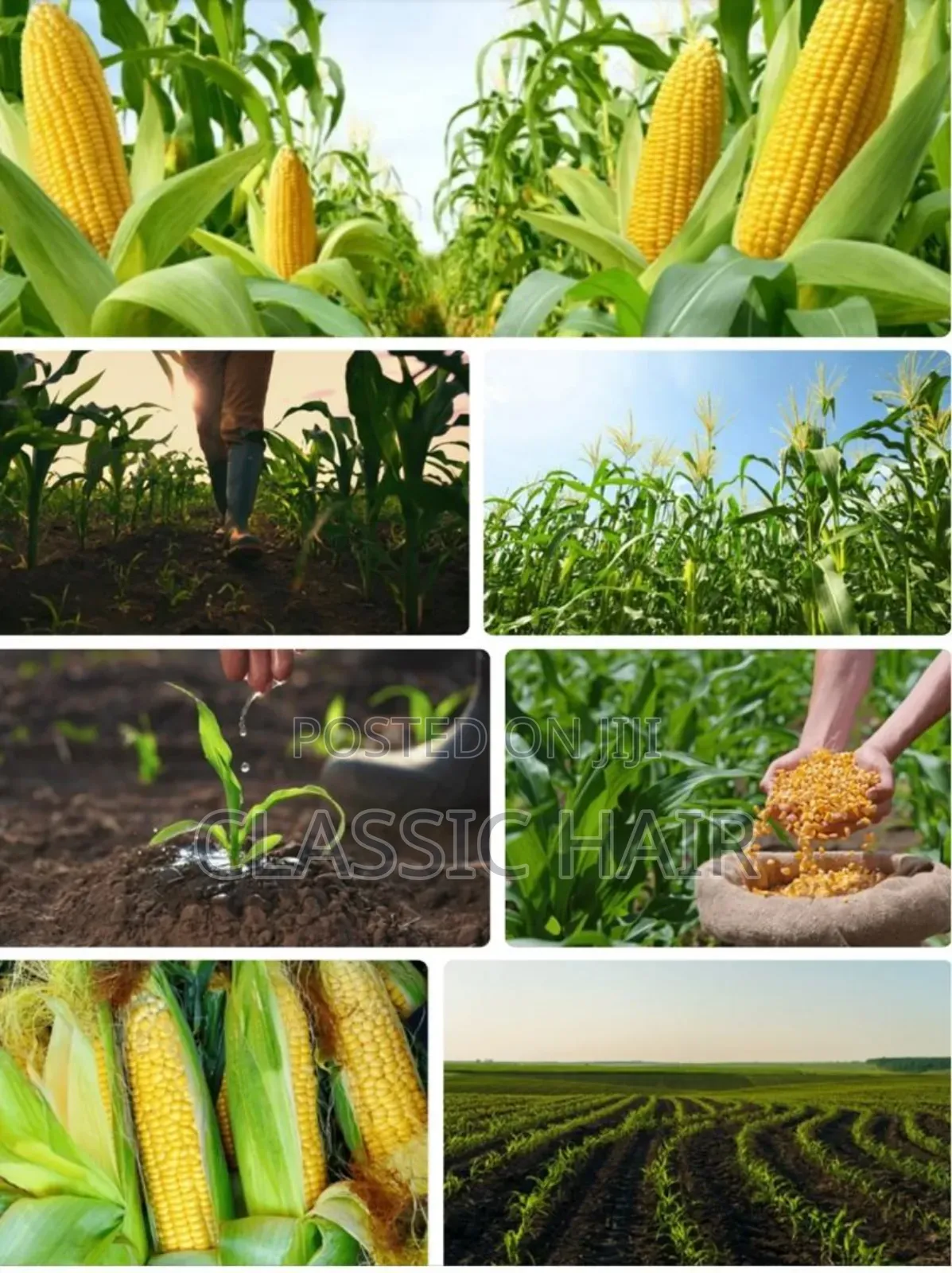Organic Fertilizer