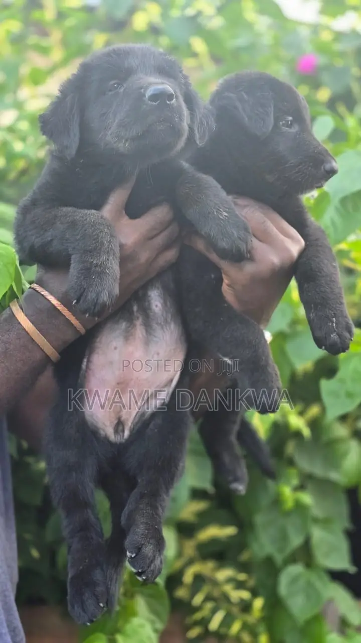 1-3 months Female Purebred German Shepherd