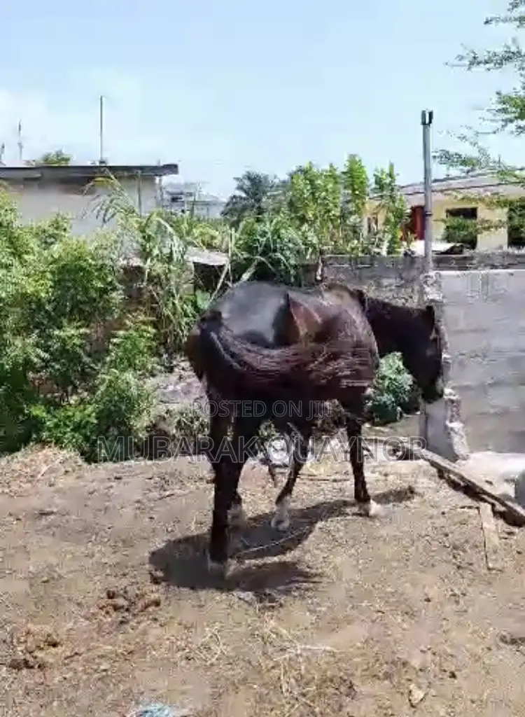Male Horse
