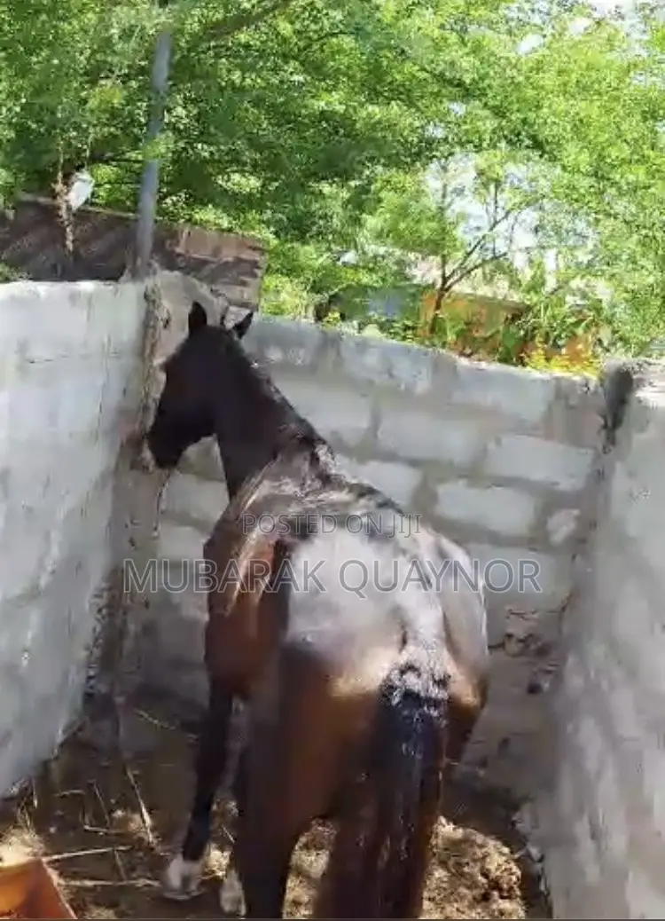 Male Horse