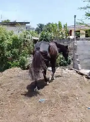 Male Horse