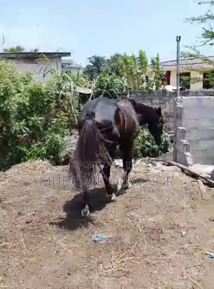 Male Horse
