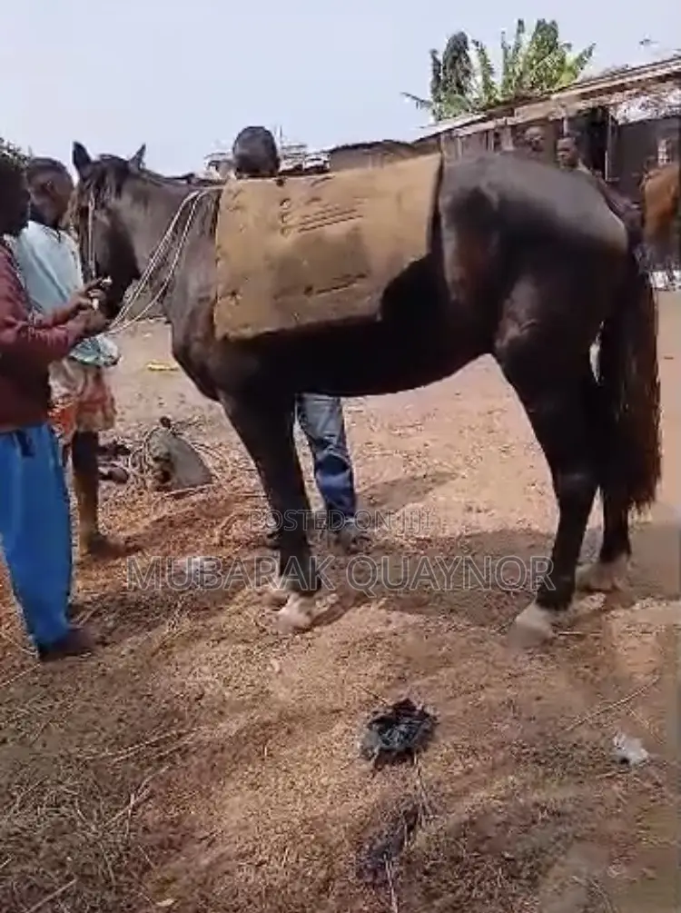 Male Horse