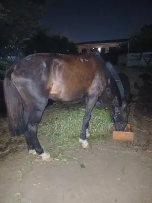 Male Horse