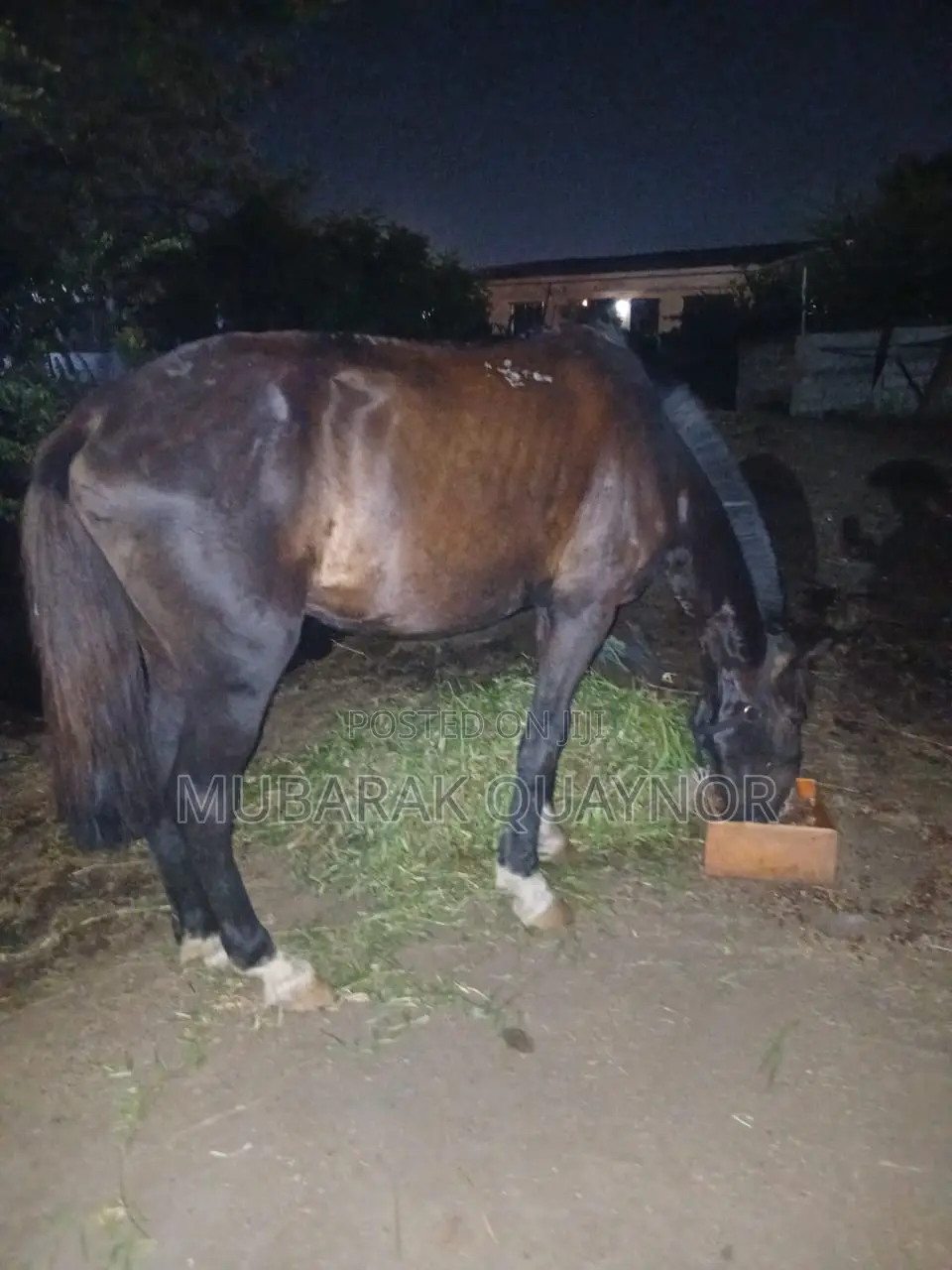 Male Horse