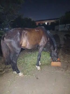 Male Horse