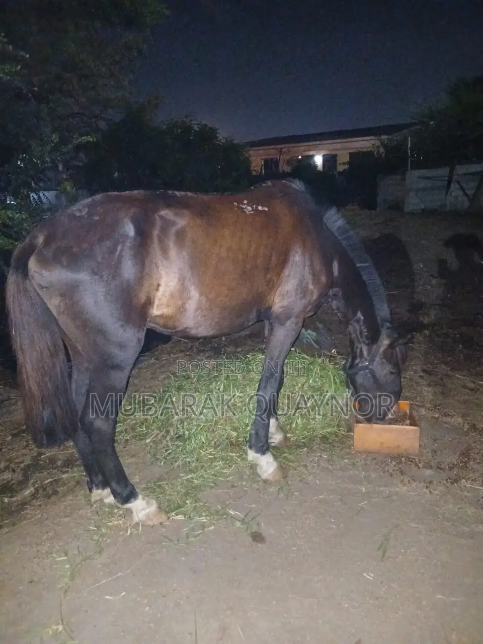Male Horse