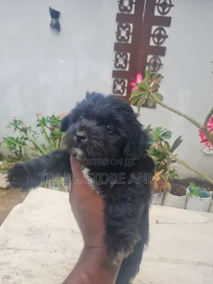 1-3 months Female Purebred Maltipoo