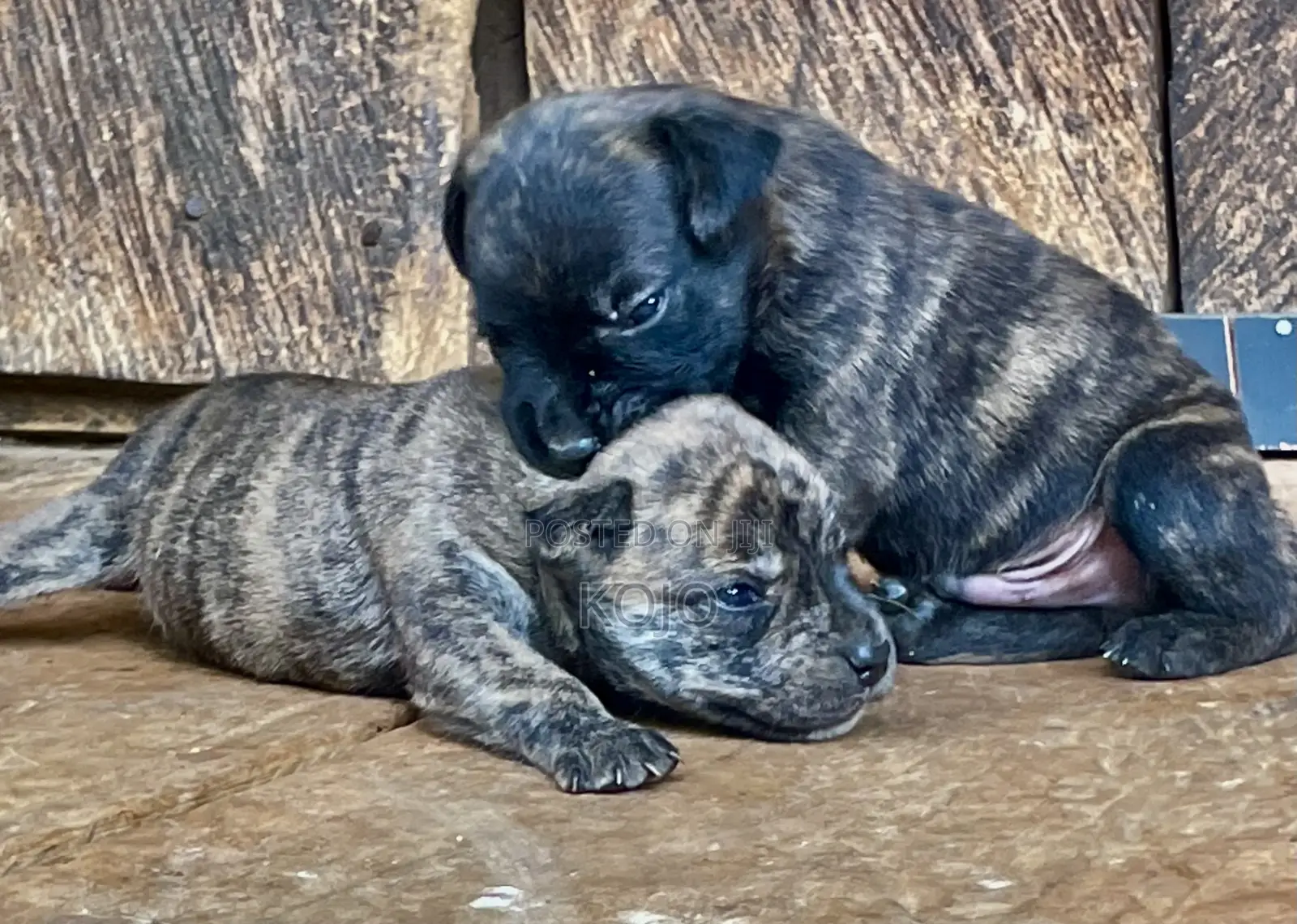 0-1 month Male Purebred Dog