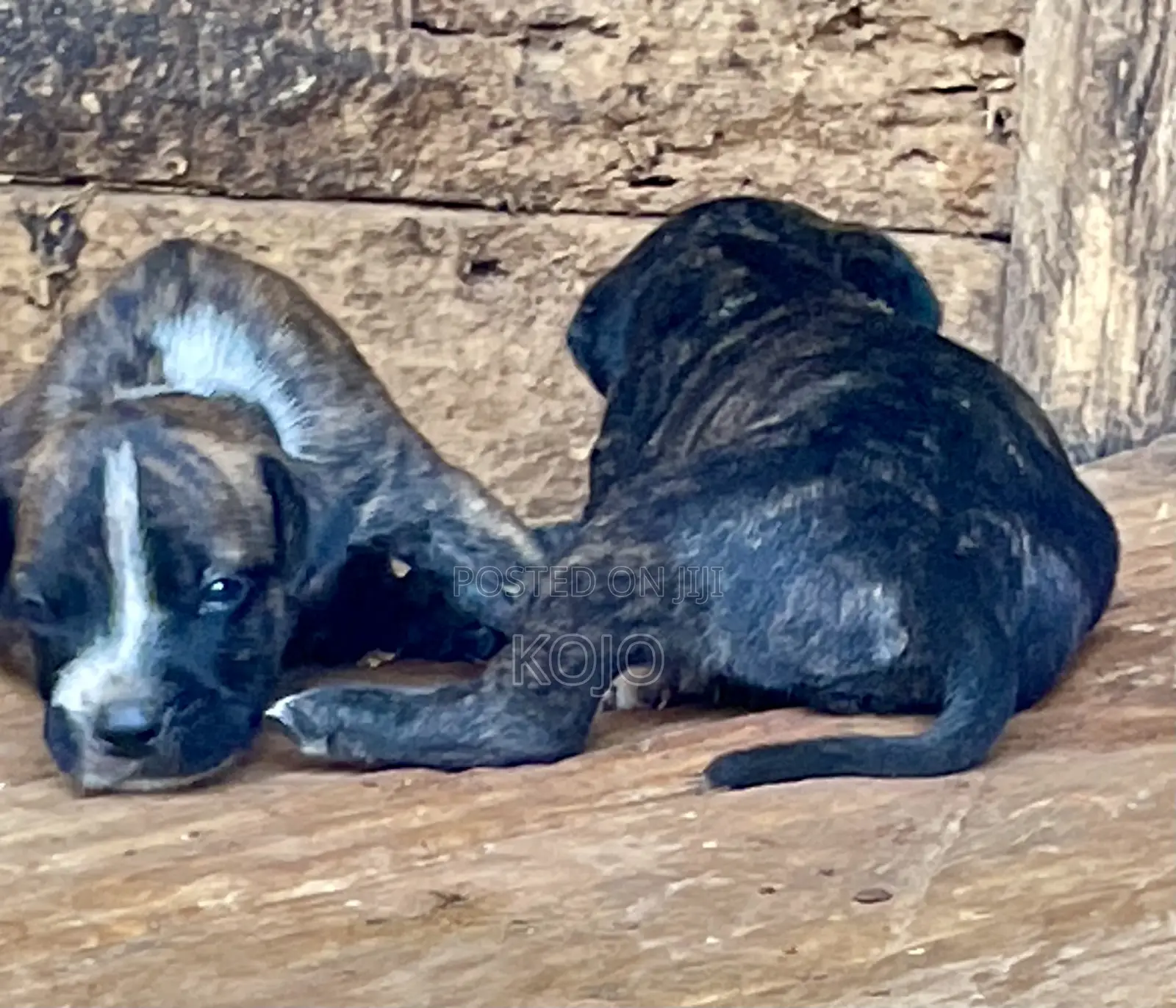0-1 month Male Purebred Dog