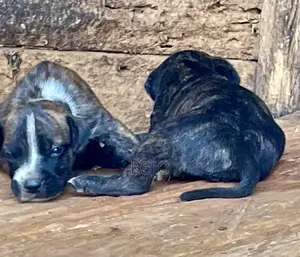 0-1 month Male Purebred Dog