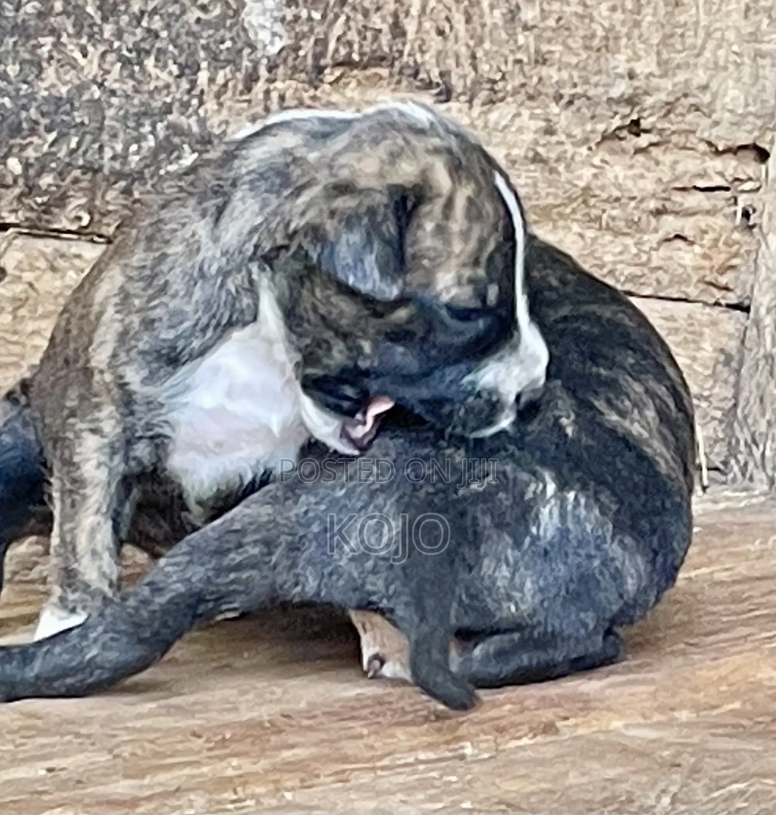 0-1 month Male Purebred Dog