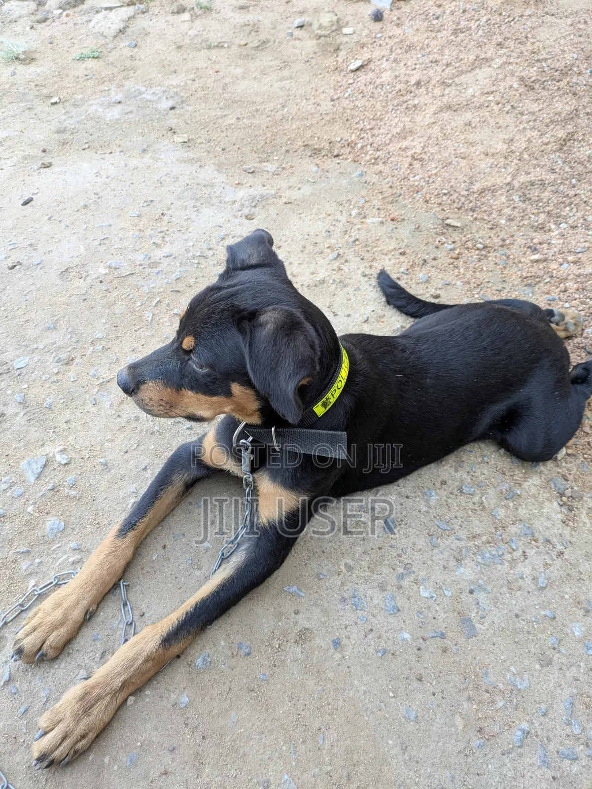 3-6 months Male Purebred Doberman Pinscher