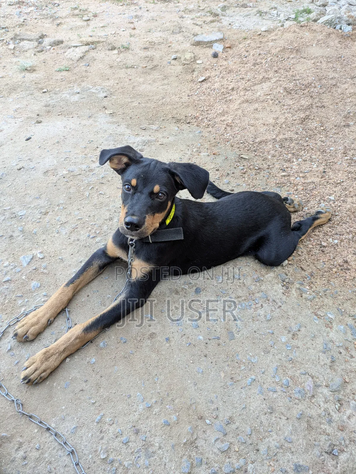 3-6 months Male Purebred Doberman Pinscher