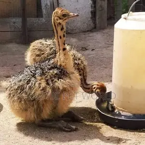 Ostrich Chicks