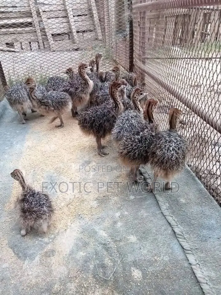 Ostrich Chicks