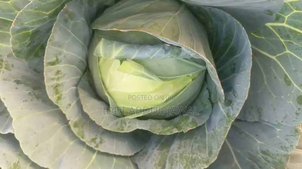 Buy Your Fresh Local Greener Cabbage